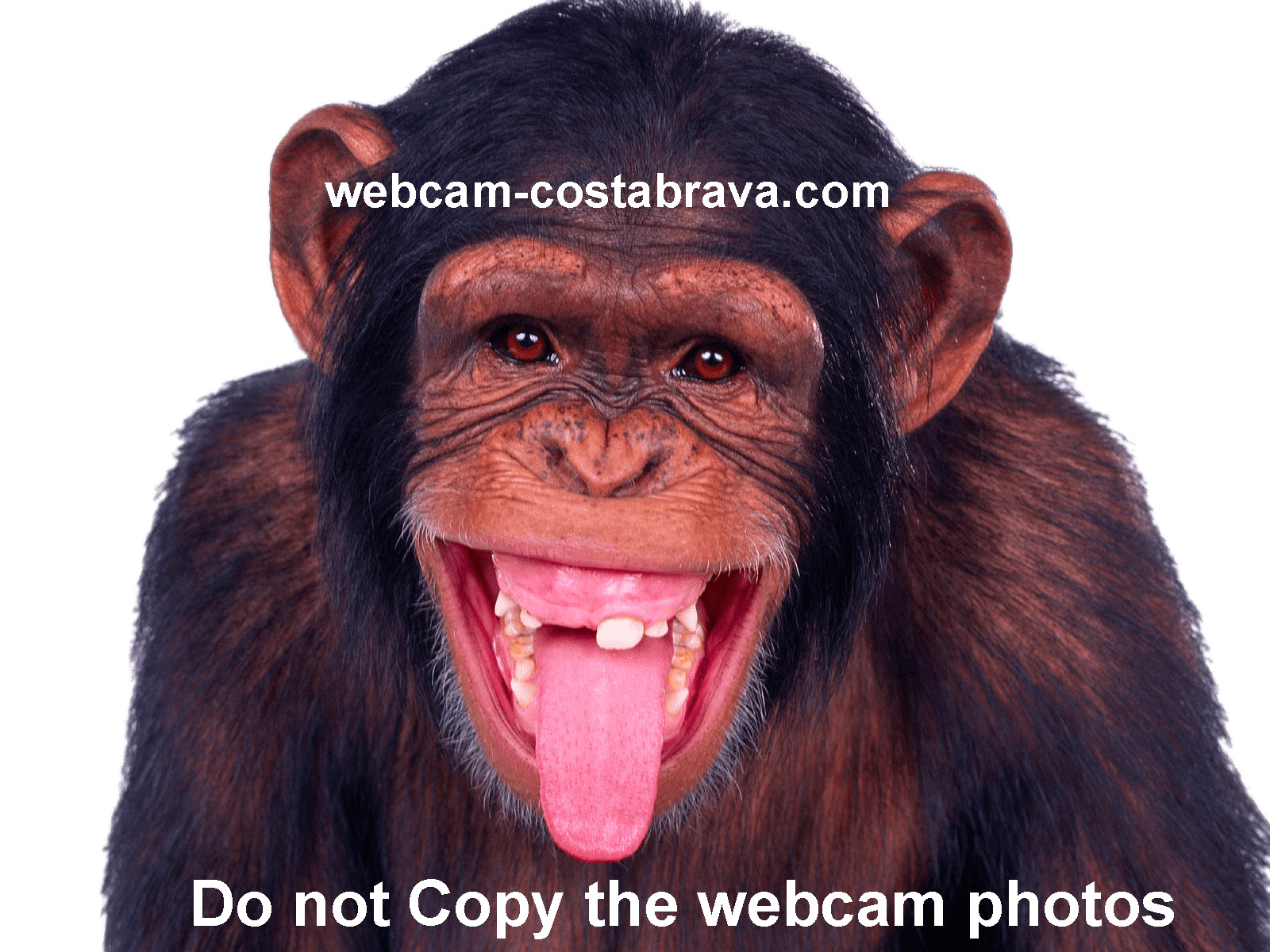 Webcam Roses - Costa Brava - S